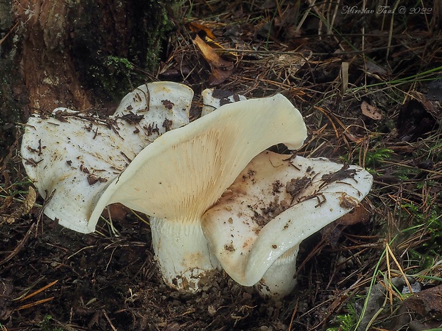 rýdzik osikový Lactarius controversus Pers.