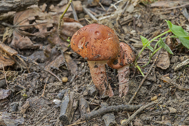 slizovnica klzká Limacella delicata (Fr.) Earle ex Konr. & Maubl.