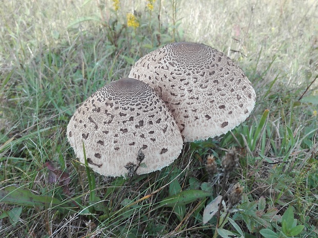 bedľa vysoká Macrolepiota procera (Scop.) Singer