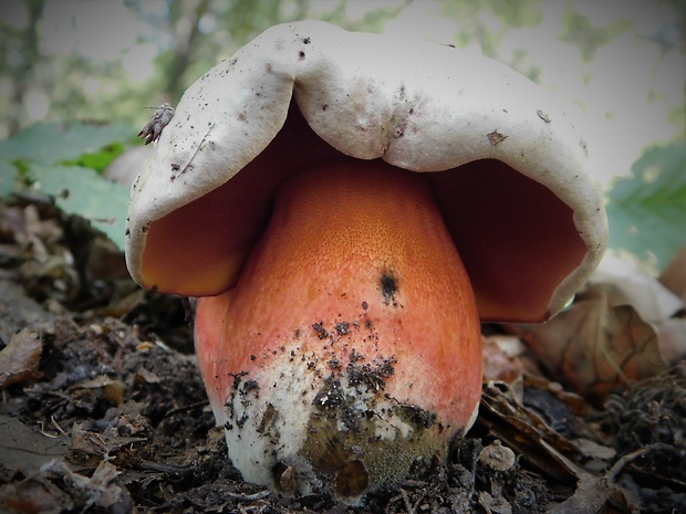 hríb Le Galovej Rubroboletus legaliae (Pilát & Dermek) Della Maggiora & Trassin.