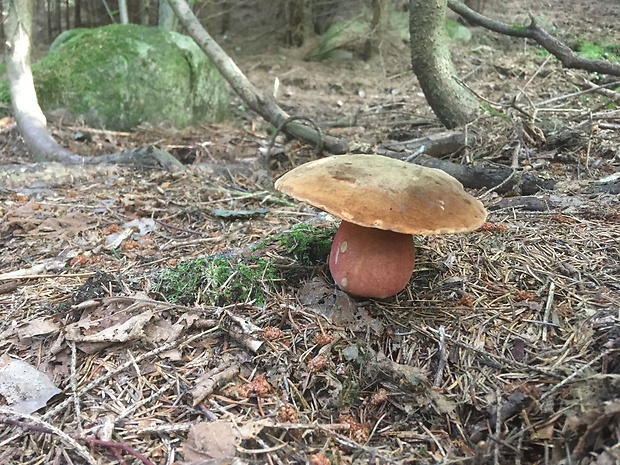 hríb zrnitohlúbikový Sutorius luridiformis (Rostk.) G. Wu & Zhu L. Yang