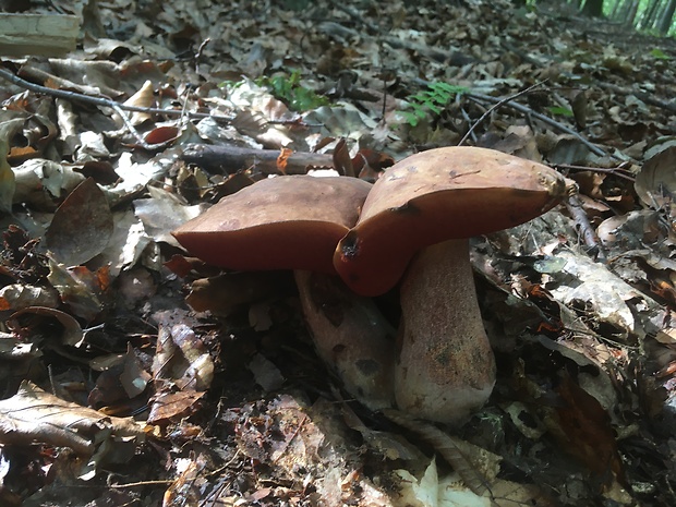 hríb zrnitohlúbikový Sutorius luridiformis (Rostk.) G. Wu & Zhu L. Yang