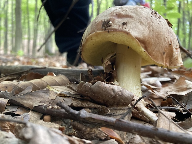 neidentifikovaná huba