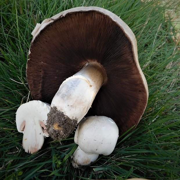 pečiarka Agaricus sp.