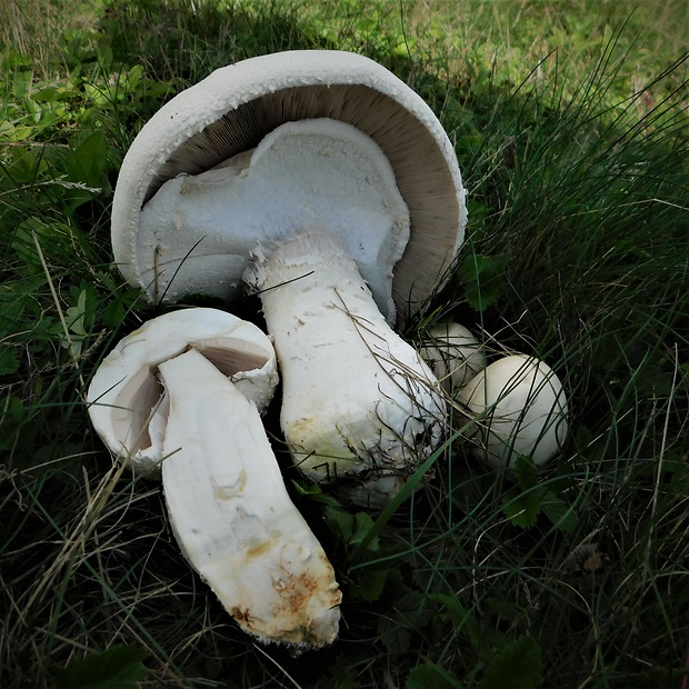 pečiarka nádherná Agaricus urinascens (Jul. Schäff. & F.H. Møller) Singer