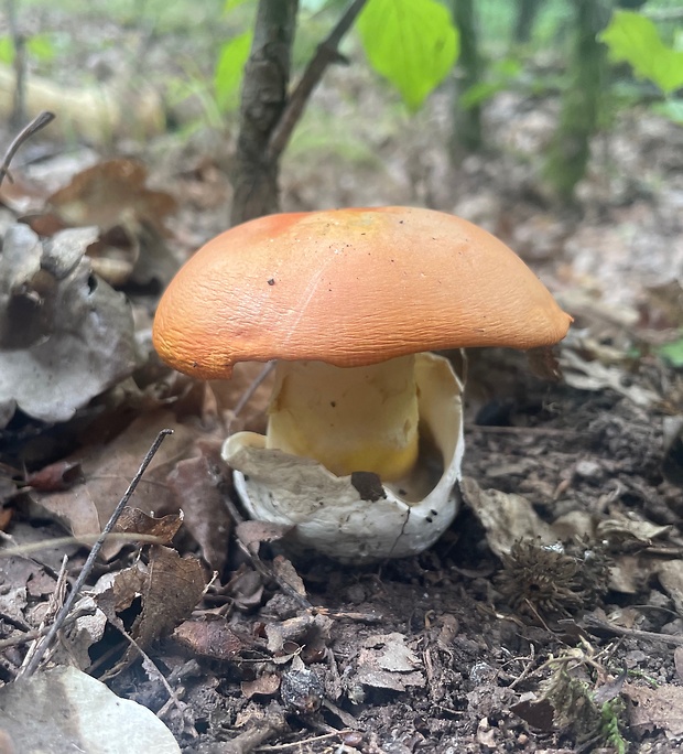 muchotrávka cisárska Amanita caesarea (Scop.) Pers.