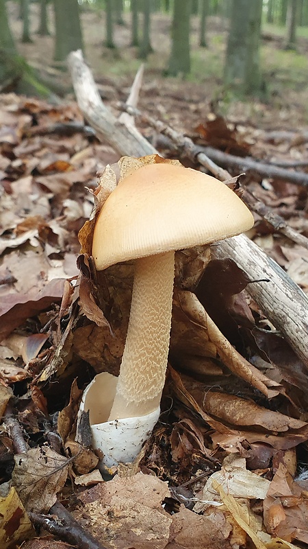 muchotrávka oranžová Amanita crocea (Quél.) Singer