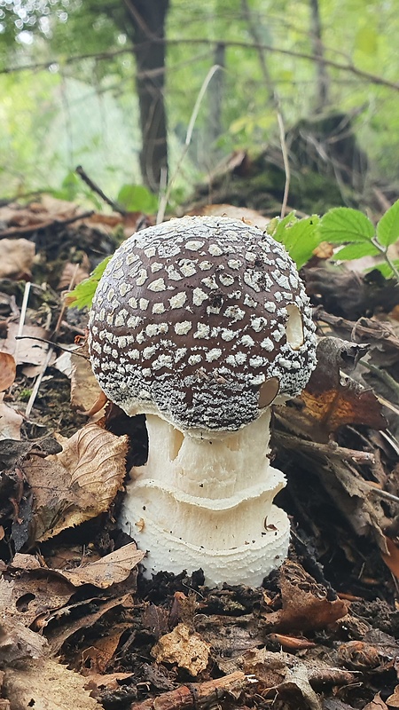 muchotrávka hrubá Amanita excelsa (Fr.) Bertill.