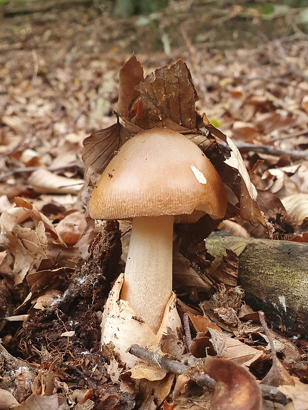 muchotrávka plavohnedá Amanita fulva Fr.