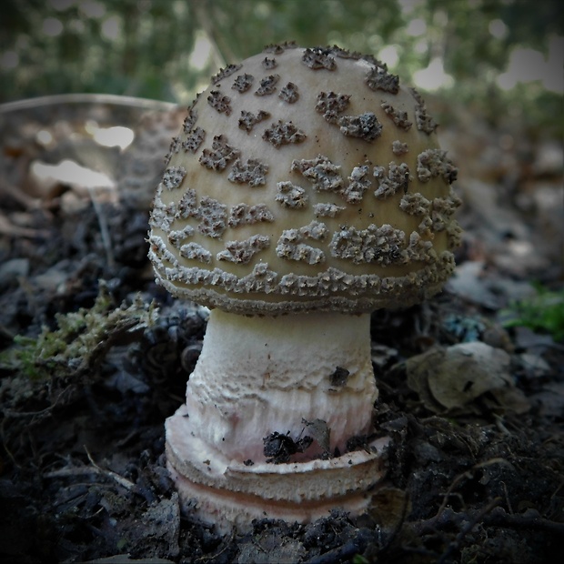 muchotrávka červenkastá Amanita rubescens Pers.