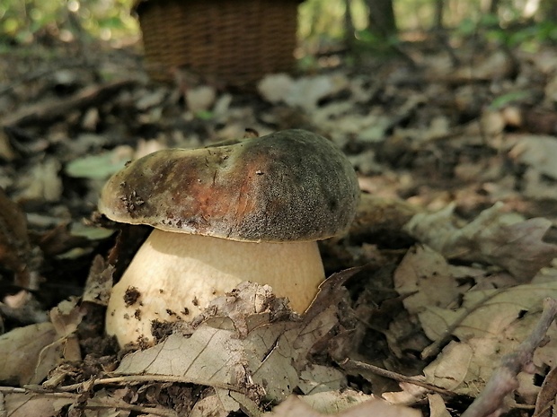 hríb bronzový Boletus aereus Bull. ex Fr.