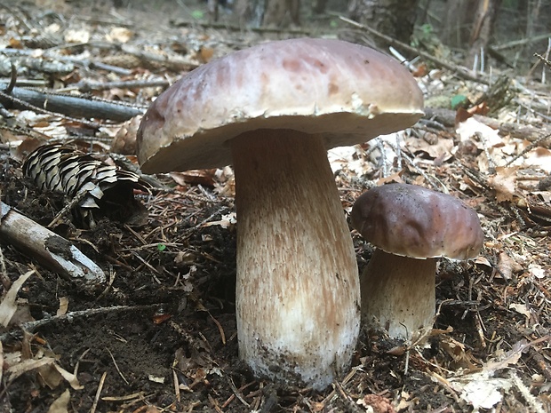 hríb smrekový Boletus edulis Bull.