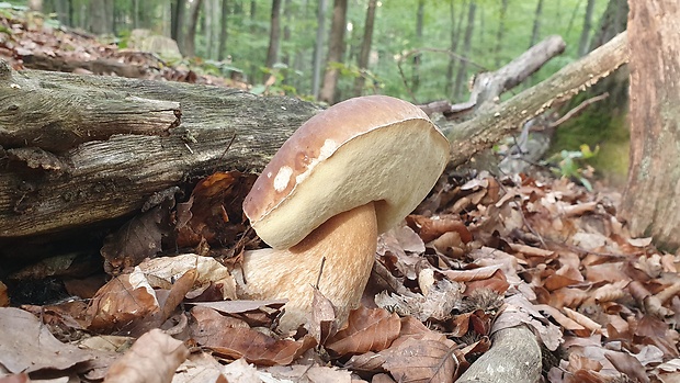 hríb smrekový Boletus edulis Bull.