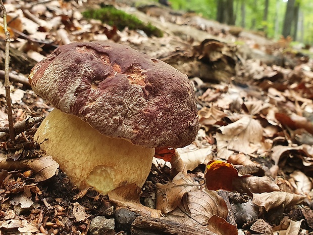 hríb sosnový Boletus pinophilus Pil. et Dermek in Pil.