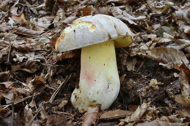 hríb striebristý Butyriboletus fechtneri (Velen.) D. Arora & J.L. Frank