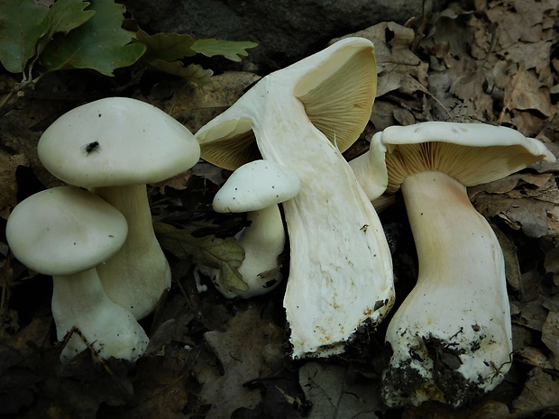 hodvábnica veľká Entoloma sinuatum (Bull.) P. Kumm.