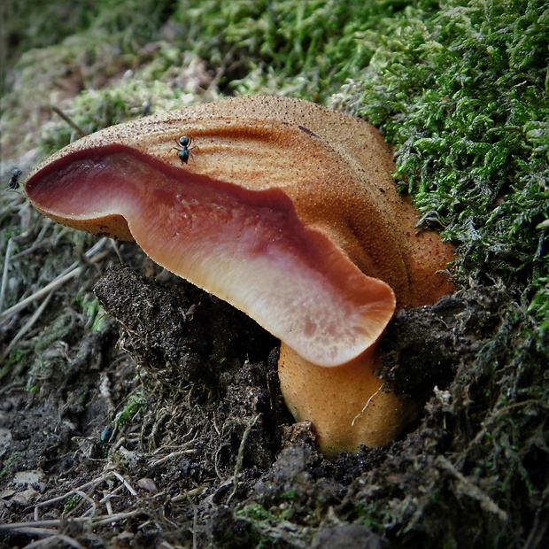 pečeňovec dubový Fistulina hepatica (Schaeff.) With.