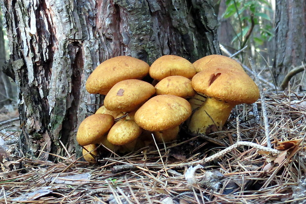 šupinovec nádherný Gymnopilus junonius (Fr.) P.D. Orton