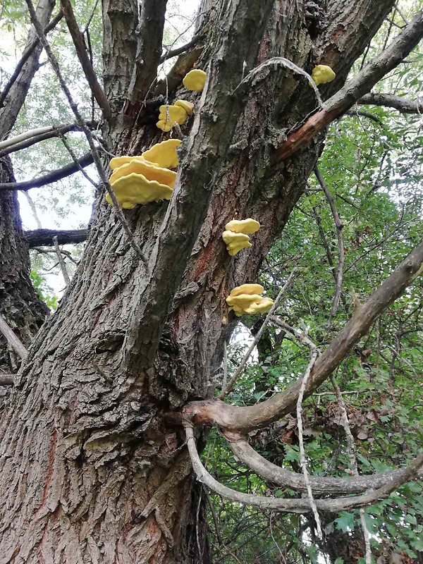 sírovec obyčajný Laetiporus sulphureus (Bull.) Murrill