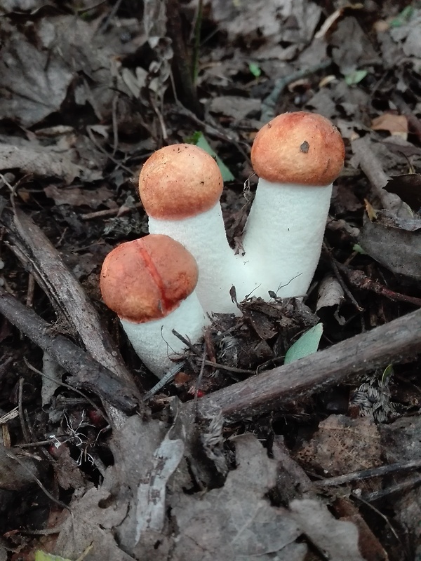 kozák osikový Leccinum albostipitatum den Bakker & Noordel.