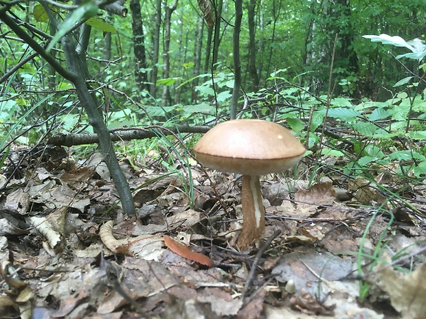 kozák brezový Leccinum scabrum (Bull.) Gray