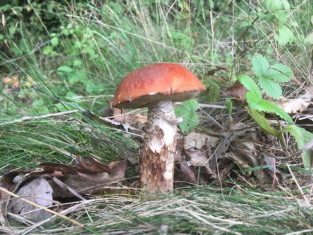 kozák žltooranžový Leccinum versipelle (Fr. & Hök) Snell