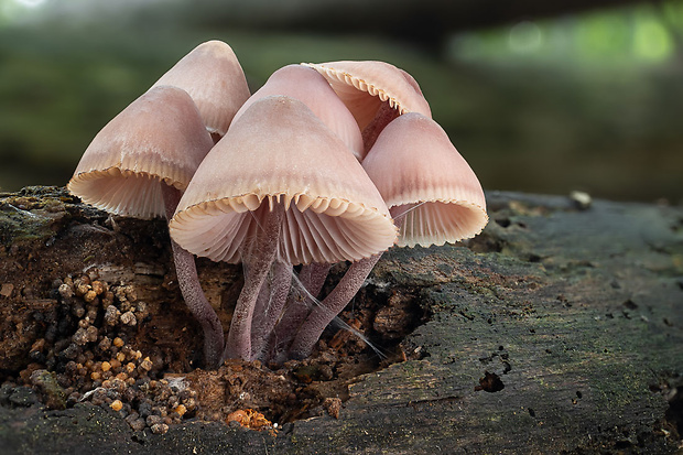 prilbička krvavomliečna Mycena haematopus (Pers.) P. Kumm.