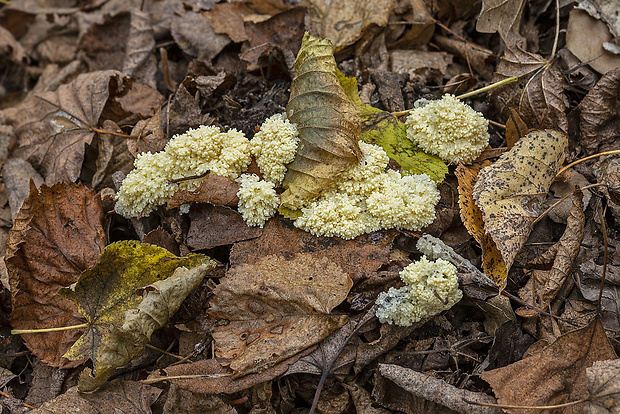 slizovka Myxomycetes