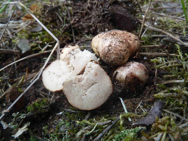 koreňovec červený Rhizopogon roseolus (Corda) Th. Fr.