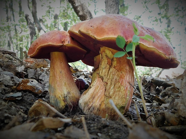 hríb Dupainov Rubroboletus dupainii (Boud.) Kuan Zhao & Zhu L. Yang