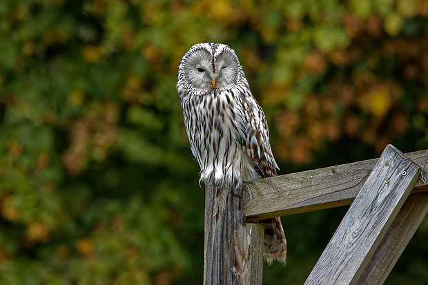 sova dlhochvostá Strix uralensis