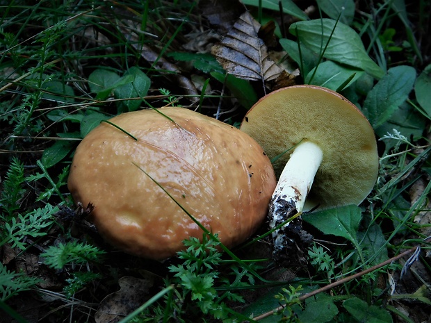 masliak zrnitý Suillus granulatus (L.) Roussel