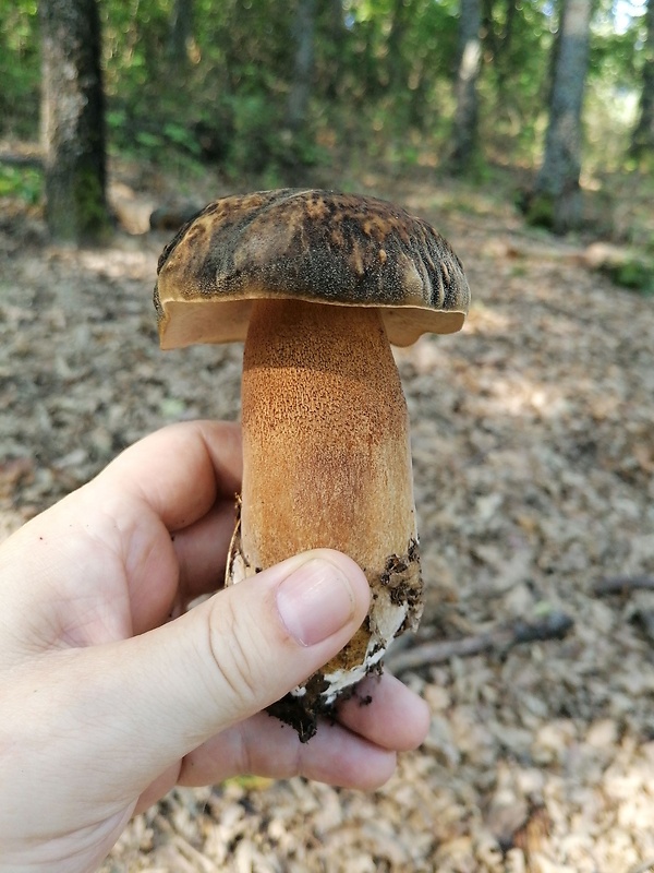 hríb bronzový Boletus aereus Bull. ex Fr.