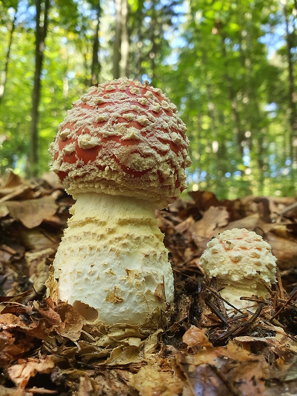 muchotrávka červená Amanita muscaria (L.) Lam.