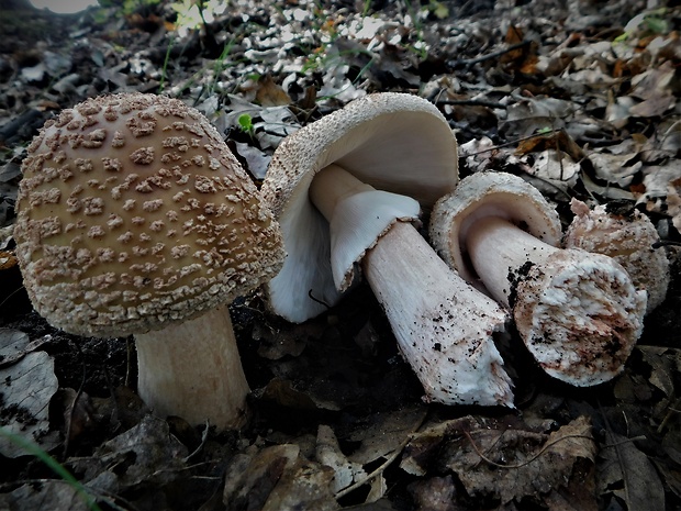 muchotrávka červenkastá Amanita rubescens Pers.