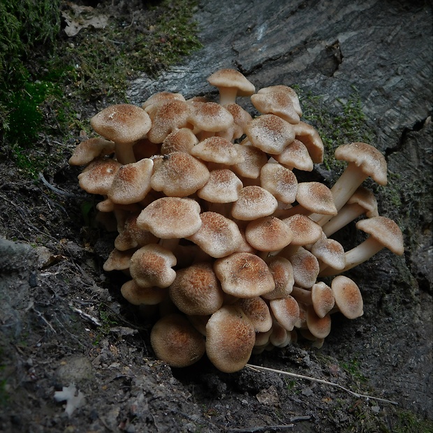 podpňovka bezprsteňová Armillaria socialis (DC.) Fayod