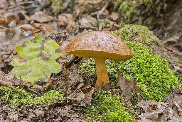 zlatohríb úhľadný Aureoboletus gentilis (Quél.) Pouzar