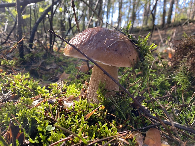 hríb smrekový Boletus edulis Bull.