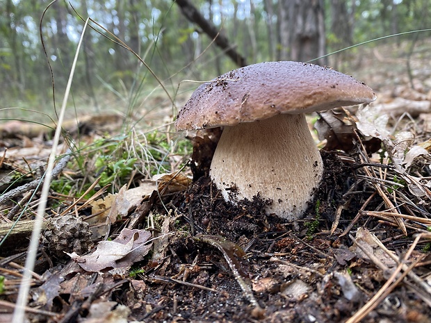 hríb smrekový Boletus edulis Bull.