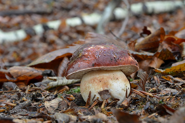 hríb sosnový Boletus pinophilus Pil. et Dermek in Pil.