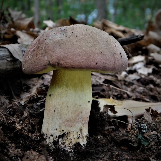 hríb nádherný Butyriboletus fuscoroseus (Smotl.) Vizzini & Gelardi