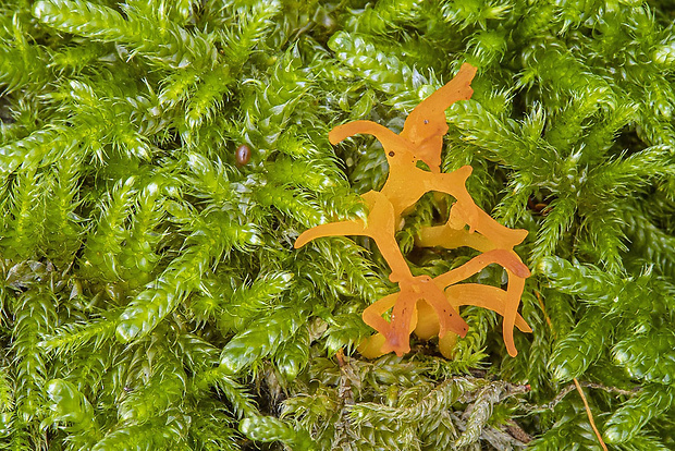 parôžkovec malý Calocera cornea (Fr.) Loud.