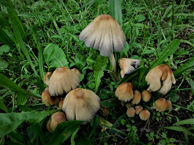 hnojník Coprinellus sp.