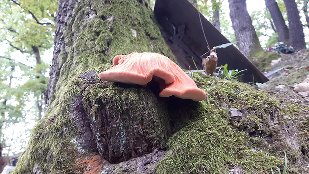 pečeňovec dubový Fistulina hepatica (Schaeff.) With.