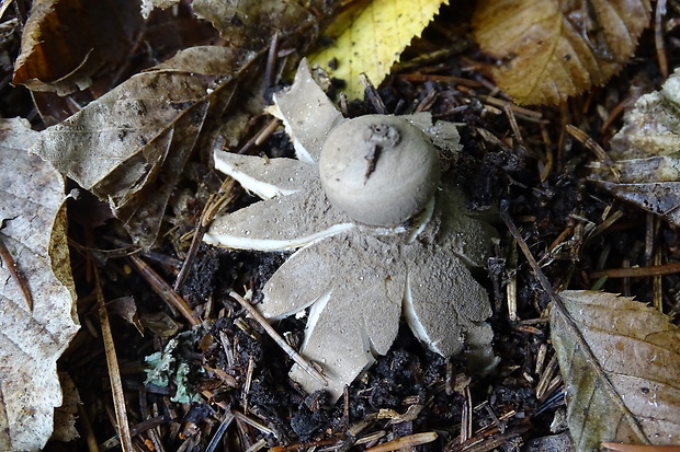 hviezdovka Geastrum sp.