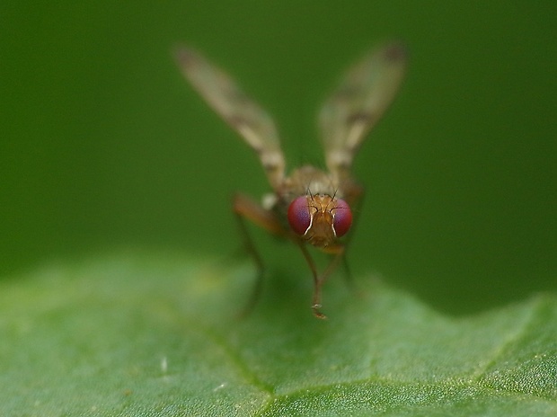 pestrička mätonohová Geomyza tripunctata Fallén, 1823