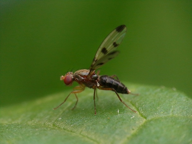 pestrička mätonohová  Geomyza tripunctata Fallén, 1823