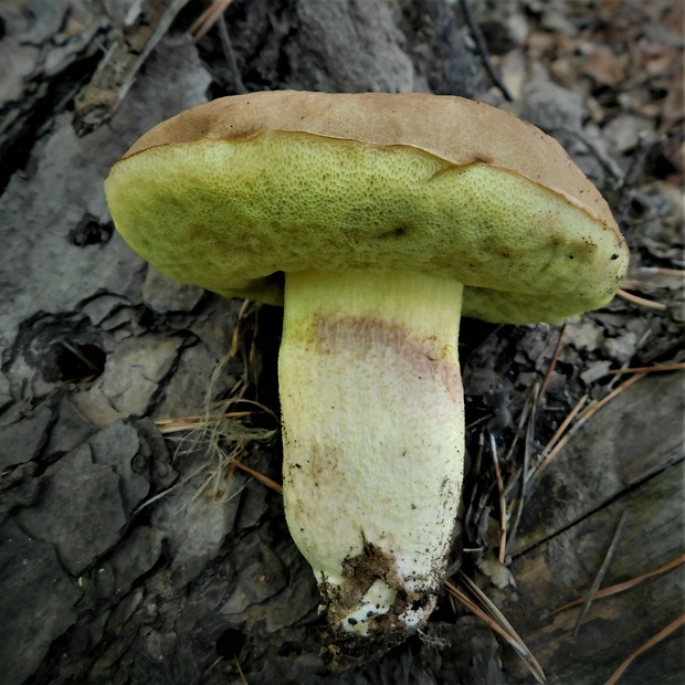 hríb plavý Hemileccinum impolitum (Fr.) Šutara