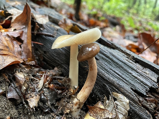 zvončekovec podhorský Hydropus subalpinus (Höhn.) Singer