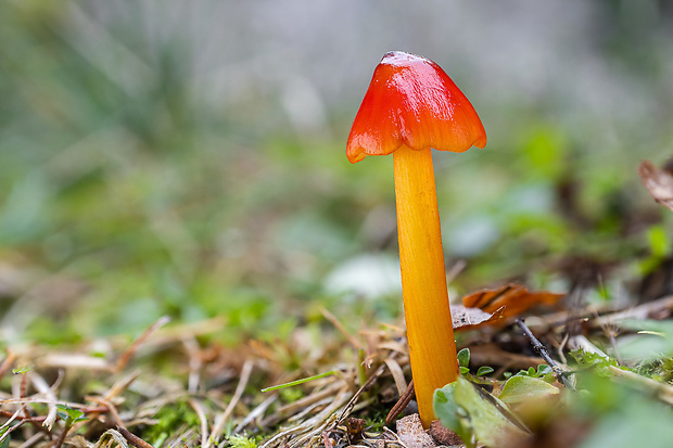 lúčnica Hygrocybe sp.